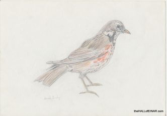 Redwing - The Hall of Einar - (c) David Bailey (not the)