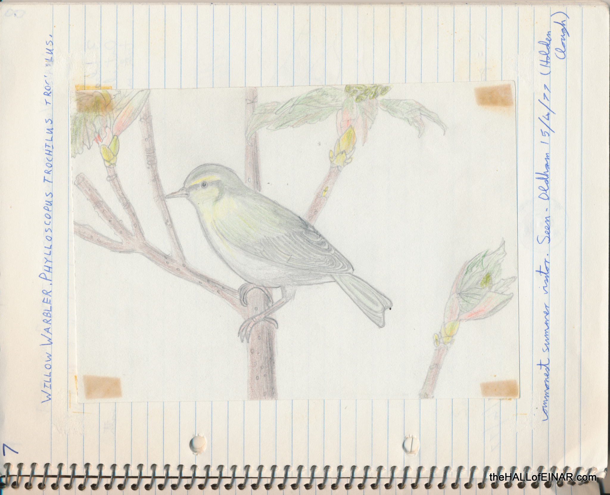 Willow Warbler - The Hall of Einar - (c) David Bailey (not the)