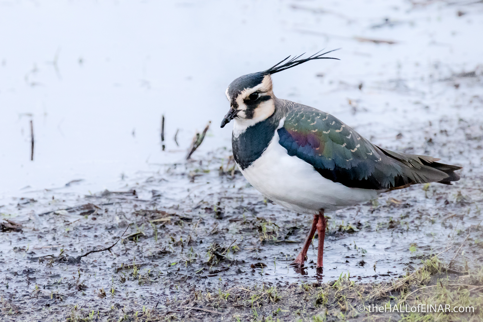 Lapwing - The Hall of Einar - photograph (c) David Bailey (not the)