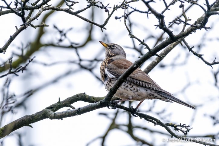 Fieldfare - forty years ago in my nature notebooks - The Hall of Einar - photograph (c) David Bailey (not the)