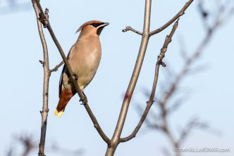 Bohemian Waxwing - The Hall of Einar - photograph (c) David Bailey (not the)