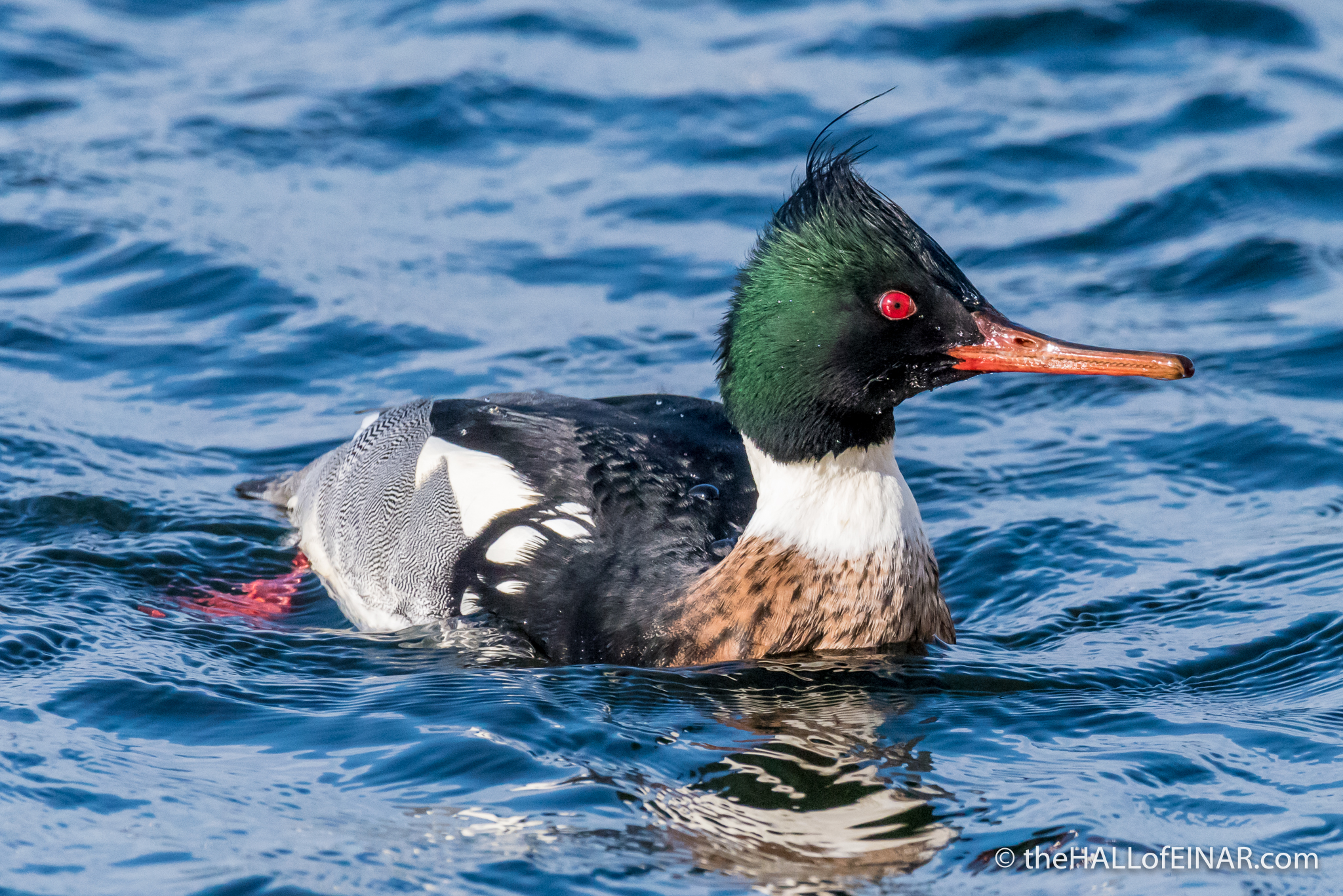 Red-Breasted Merganser - The Hall of Einar - photograph (c) David Bailey (not the)
