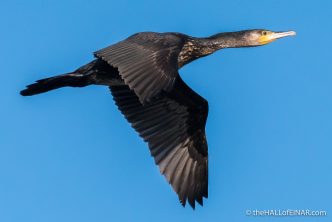 Cormorant - The Hall of Einar - photograph (c) David Bailey (not the)