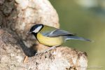 Great Tit - The Hall of Einar - photograph (c) 2016 David Bailey (not the)