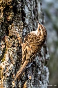 Treecreeper - The Hall of Einar - photograph (c) David Bailey (not the)