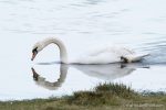 Mute Swan - forty years ago in my nature notebooks - The Hall of Einar - photograph (c) David Bailey (not the)