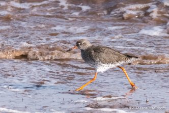 Redshank - The Hall of Einar - photograph (c) David Bailey (not the)