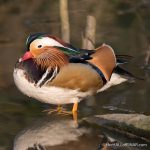 Male Mandarin Duck - The Hall of Einar - photograph (c) David Bailey