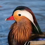 Male Mandarin Duck - The Hall of Einar - photograph (c) David Bailey