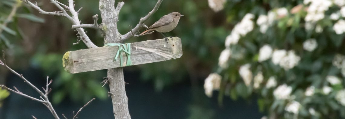 Black Redstart - The Hall of Einar - photograph (c) David Bailey (not the)