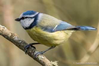 Blue Tit - The Hall of Einar - photograph (c) David Bailey (not the)