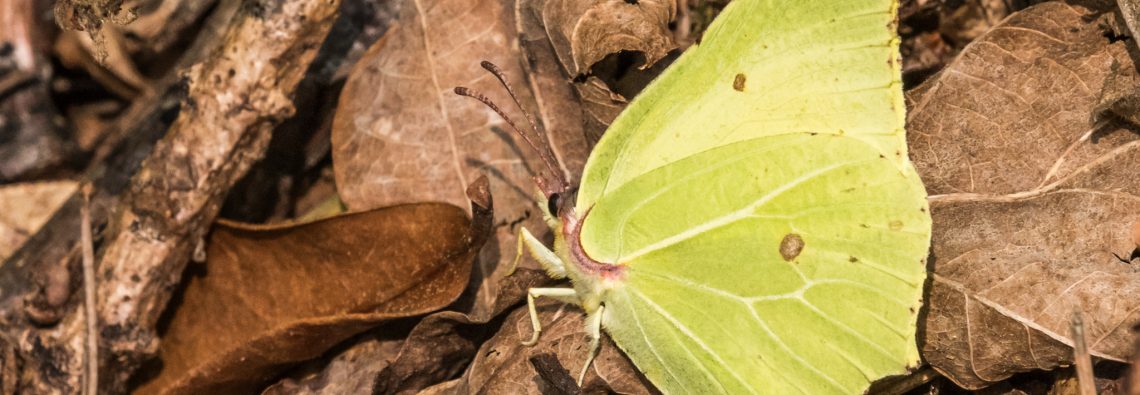 Brimstone - The Hall of Einar - photograph (c) David Bailey (not the)
