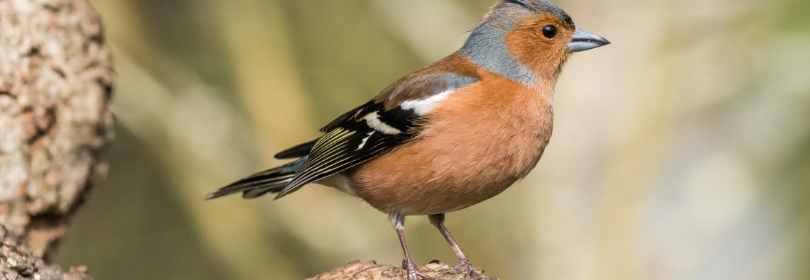 Chaffinch - The Hall of Einar - photograph (c) David Bailey (not the)