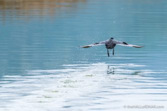 Coot - The Hall of Einar - photograph (c) David Bailey (not the)