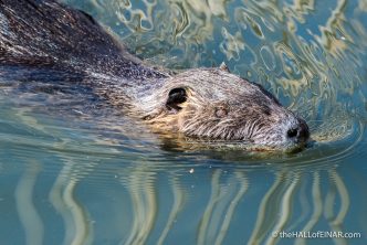 Coypu - The Hall of Einar - photograph (c) David Bailey (not the)