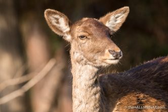 Fallow Deer - The Hall of Einar - photograph (c) David Bailey (not the)