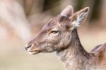 Fallow Deer - The Hall of Einar - photograph (c) David Bailey (not the)