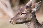 Fallow Deer - The Hall of Einar - photograph (c) David Bailey (not the)