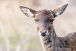 Fallow Deer - The Hall of Einar - photograph (c) David Bailey (not the)