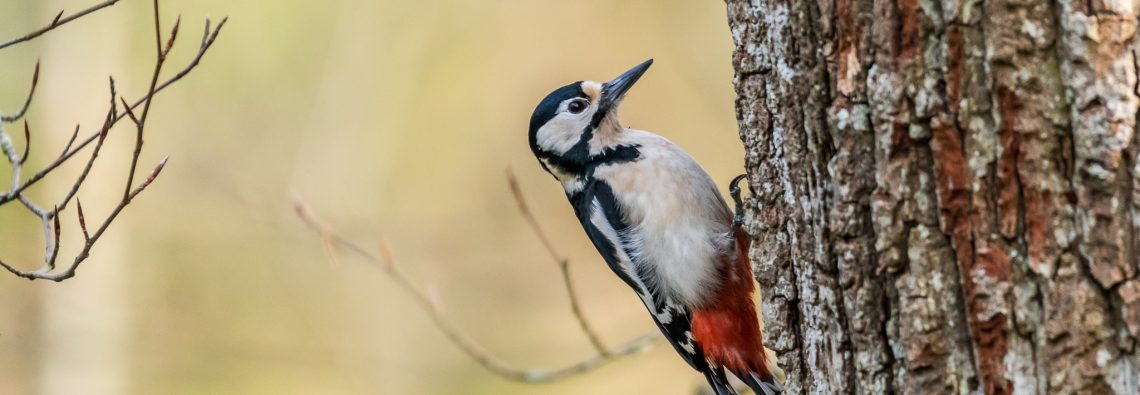 Female Great Spotted Woodpecker - The Hall of Einar - photograph (c) David Bailey (not the)