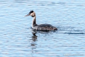 Great Crested Grebe - The Hall of Einar - photograph (c) David Bailey (not the)