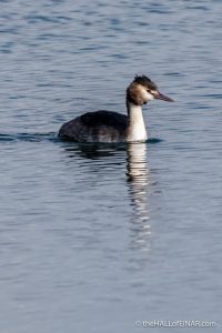 Great Crested Grebe - The Hall of Einar - photograph (c) David Bailey (not the)