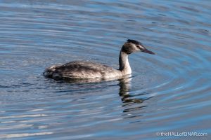 Great Crested Grebe - The Hall of Einar - photograph (c) David Bailey (not the)