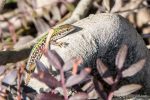 Italian Wall Lizard - The Hall of Einar - photograph (c) David Bailey (not the)