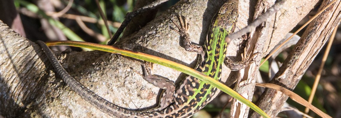 Italian Wall Lizard - The Hall of Einar - photograph (c) David Bailey (not the)