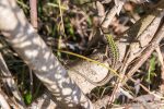 Italian Wall Lizard - The Hall of Einar - photograph (c) David Bailey (not the)