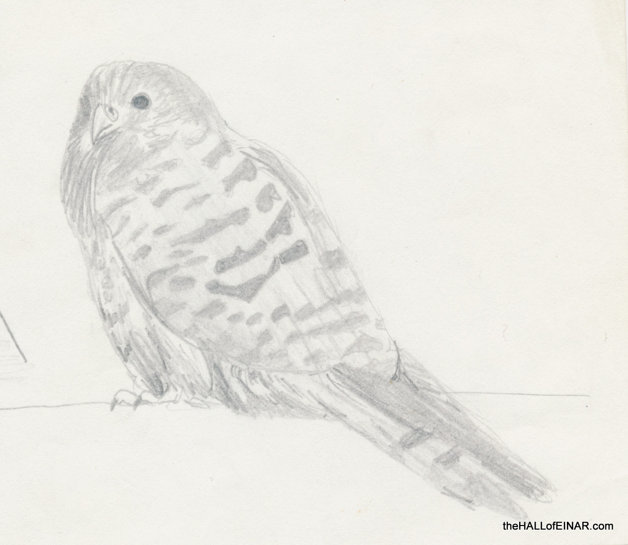 Kestrel - The Hall of Einar - drawing (c) David Bailey (not the)