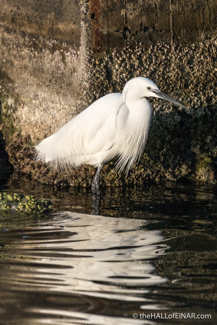 Little Egret - The Hall of Einar - photograph (c) David Bailey (not the)