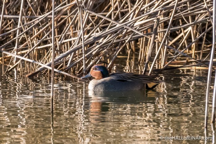 Male Teal - The Hall of Einar - photograph (c) David Bailey (not the)