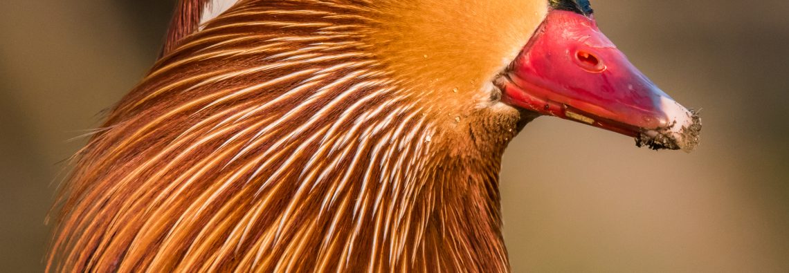 Male Mandarin Duck - The Hall of Einar - photograph (c) David Bailey