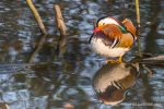 Male Mandarin Duck - The Hall of Einar - photograph (c) David Bailey