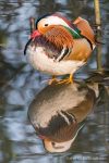 Male Mandarin Duck - The Hall of Einar - photograph (c) David Bailey