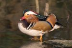 Male Mandarin Duck - The Hall of Einar - photograph (c) David Bailey