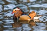 Male Mandarin Duck - The Hall of Einar - photograph (c) David Bailey