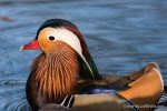 Male Mandarin Duck - The Hall of Einar - photograph (c) David Bailey