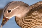 Mandarin Duck - The Hall of Einar - photograph (c) David Bailey (not the)