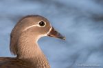 Mandarin Duck - The Hall of Einar - photograph (c) David Bailey (not the)