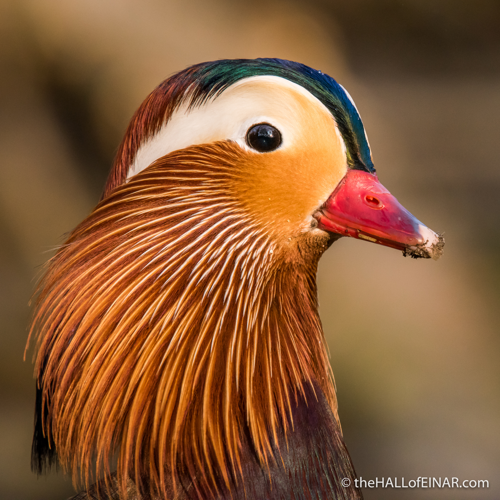 Male Mandarin Duck - The Hall of Einar - photograph (c) David Bailey