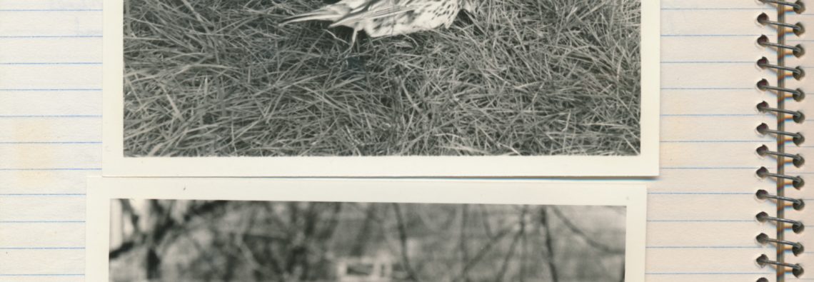 Meadow Pipit - The Hall of Einar - photograph (c) David Bailey (not the)