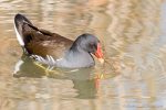 Moorhen - The Hall of Einar - photograph (c) David Bailey (not the)