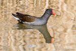 Moorhen - The Hall of Einar - photograph (c) David Bailey (not the)