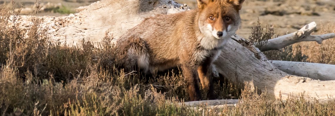 Red Fox - The Hall of Einar - photograph (c) David Bailey (not the)