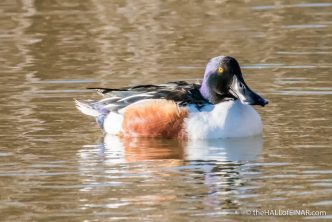 Northern Shoveler - The Hall of Einar - photograph (c) David Bailey (not the)