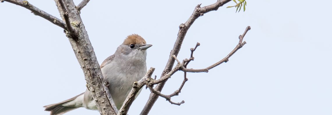 Blackcap - The Hall of Einar - photograph (c) David Bailey (not the)