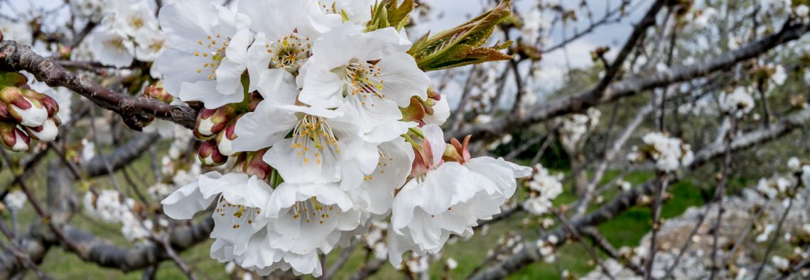 Cherry Blossom - The Hall of Einar - photograph (c) David Bailey (not the)