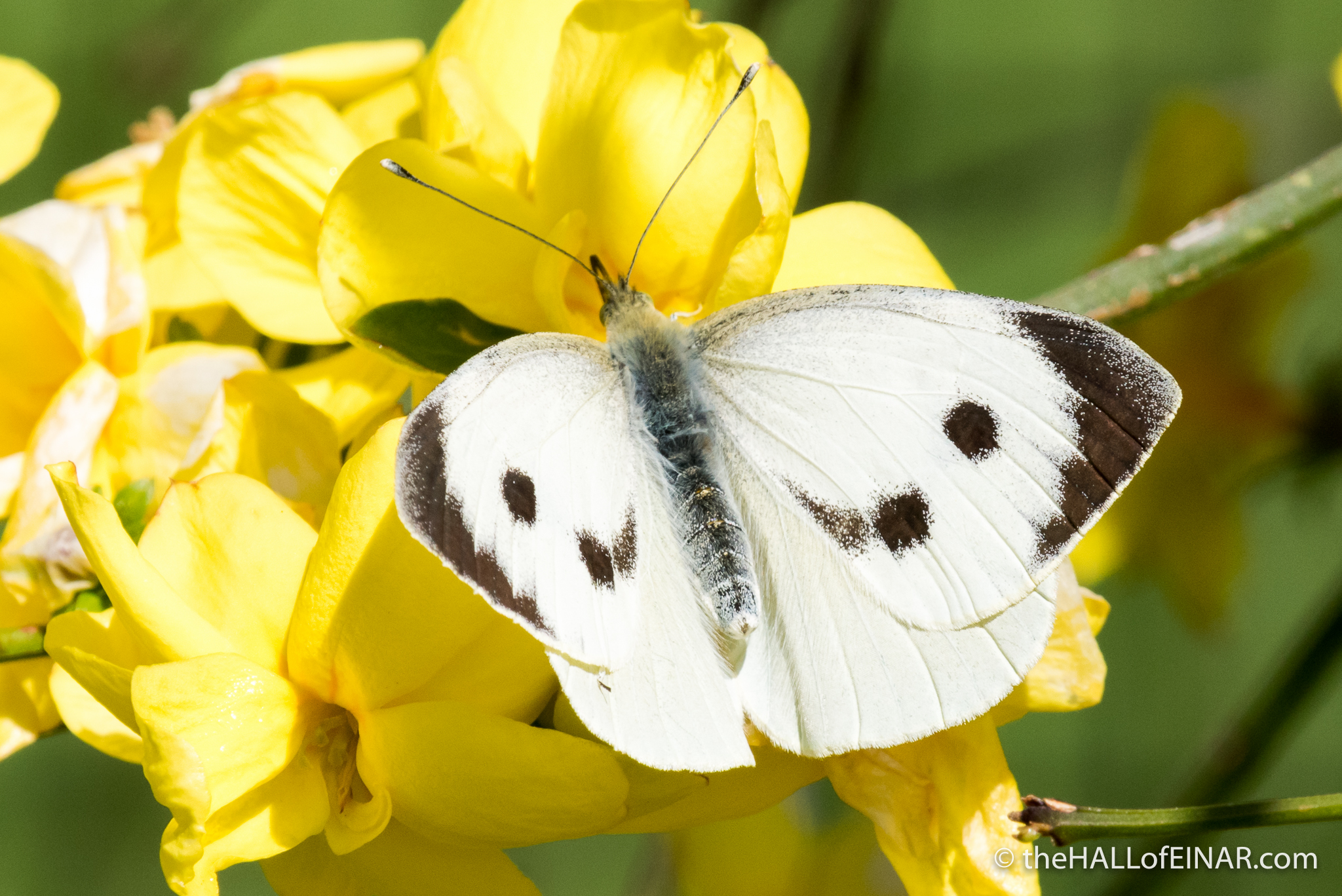 Female Large White Butterfly - The Hall of Einar - photograph (c) David Bailey (not the)